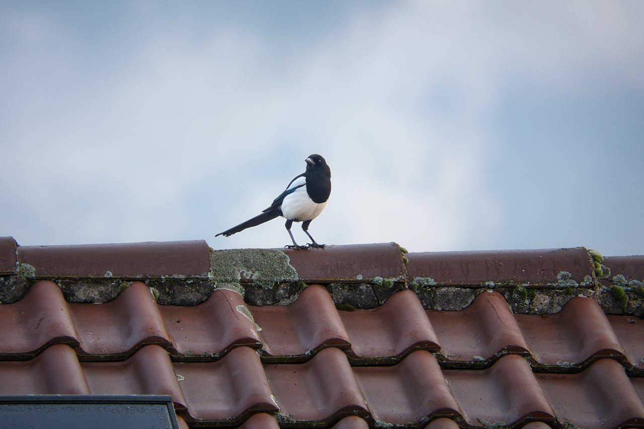 A magpie perched on a tiled rooftop in Pforzheim, Germany, under a cloudy sky.